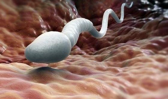 5 composés naturels efficaces contre l'asthénospermie