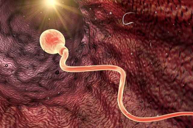 Infertilité masculine : traitement naturel