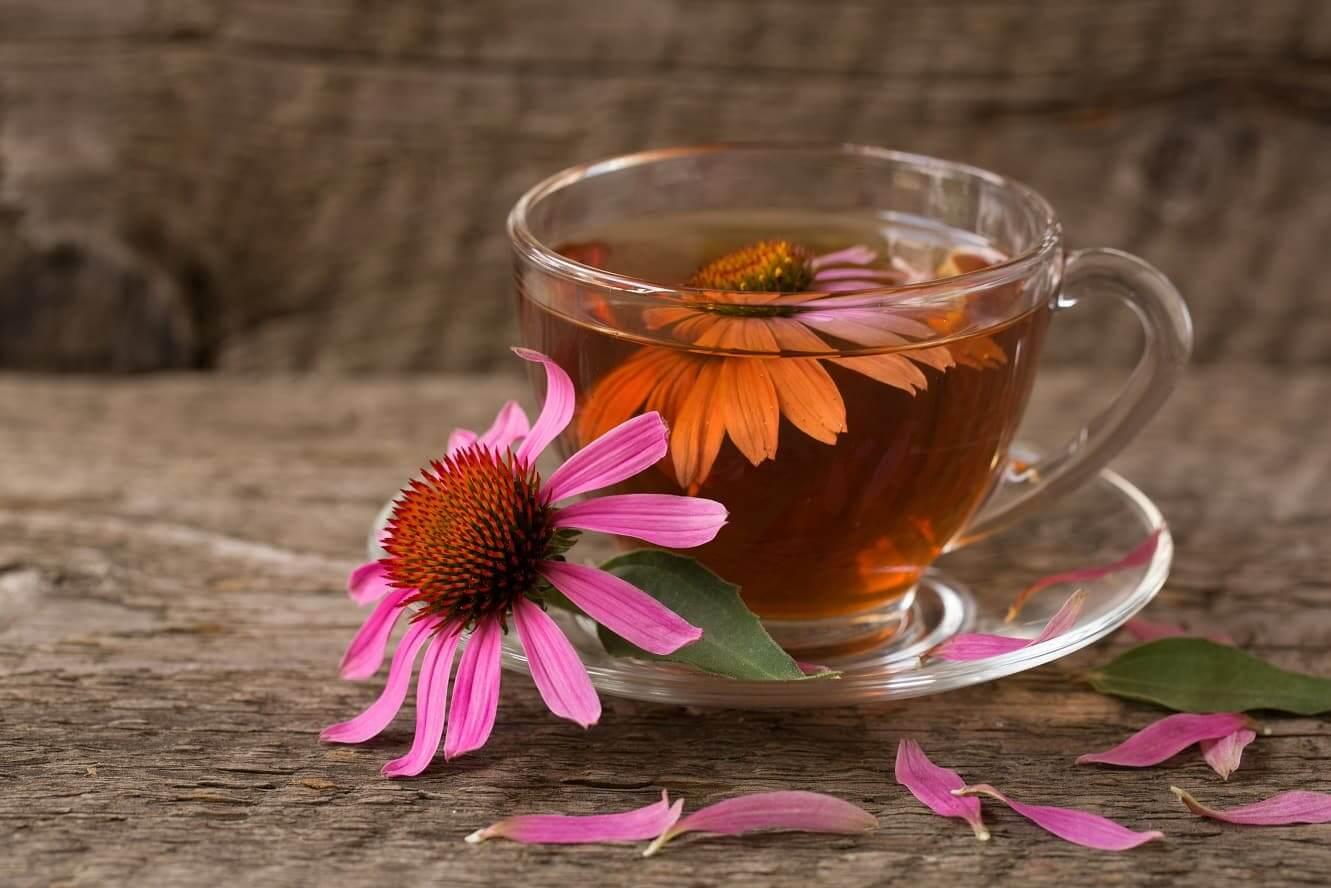 7 bienfaits de la tisane dechinacee comment la preparer