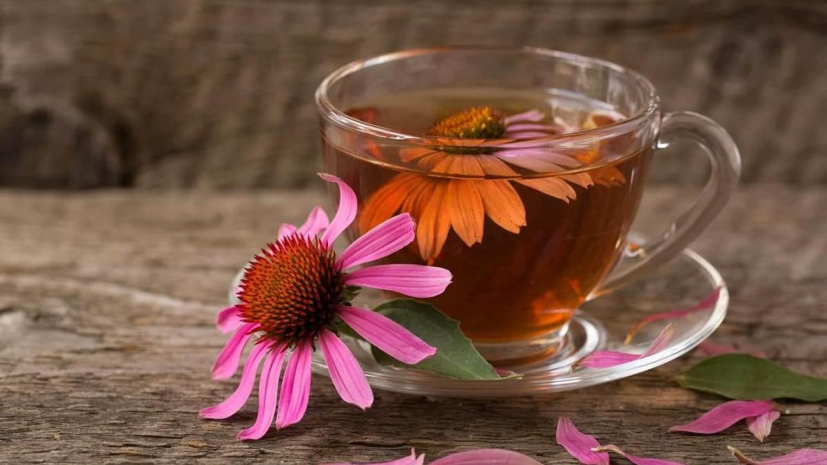 Comment utiliser l'échinacée contre le lupus ?