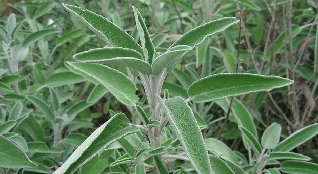 8 herbes pour ameliorer efficacement la fertilite masculine