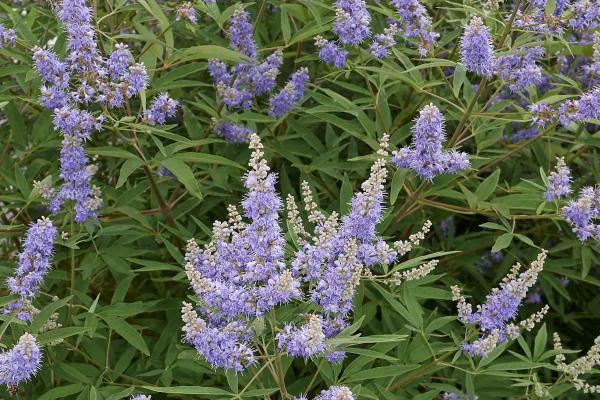 Agnus castus vitex agnus castus gattilier