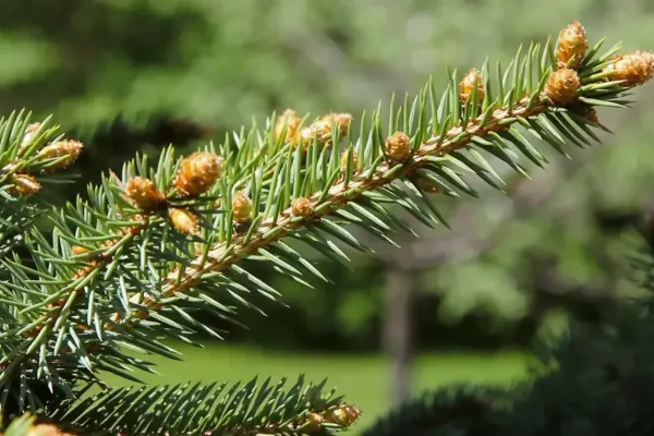 Aiguilles d epinette ou de pin