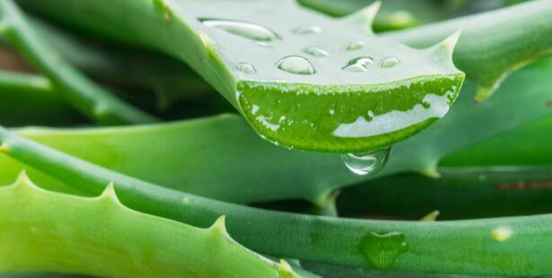 aloe vera para quistes de ovario