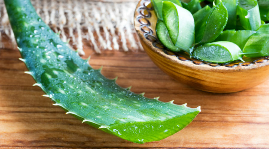 Utiliser l'aloe vera pour soigner les synéchies utérines