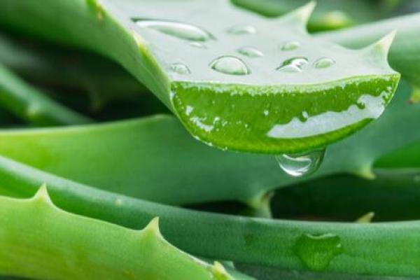 Aloe vera 1