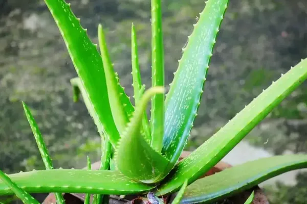 Aloe vera 1