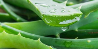 Aloe vera