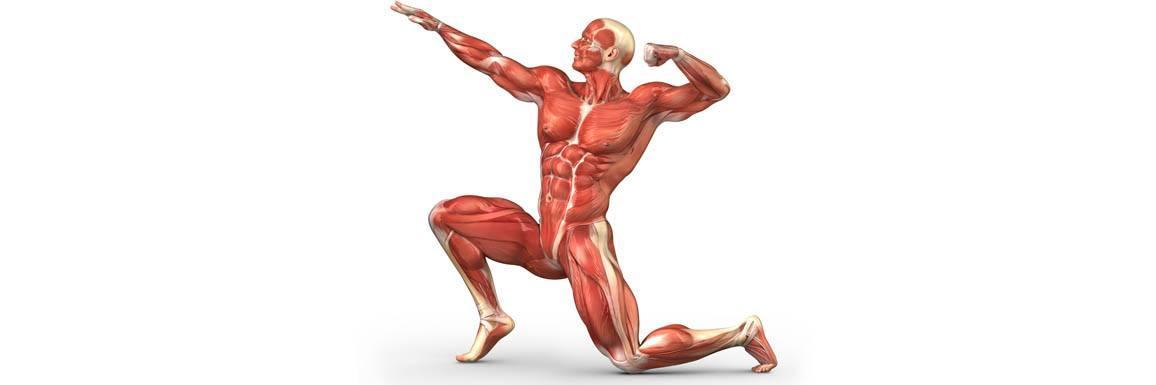 polymyosite et sport