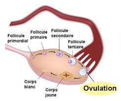 Anovulation