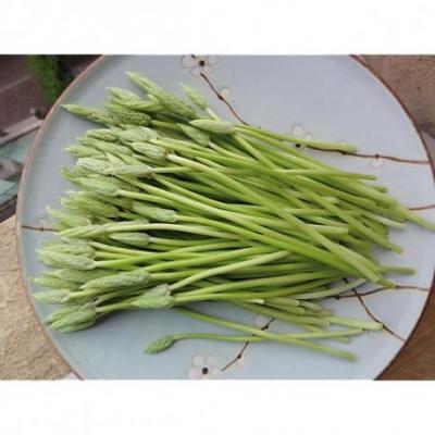 Asperge des bois ou aspergette