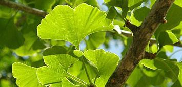 Astuces naturelles contre l'infertilité masculine