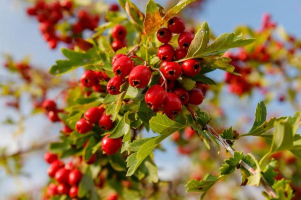 Aubepine crataegus 1