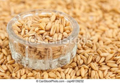 Avena sativa 1