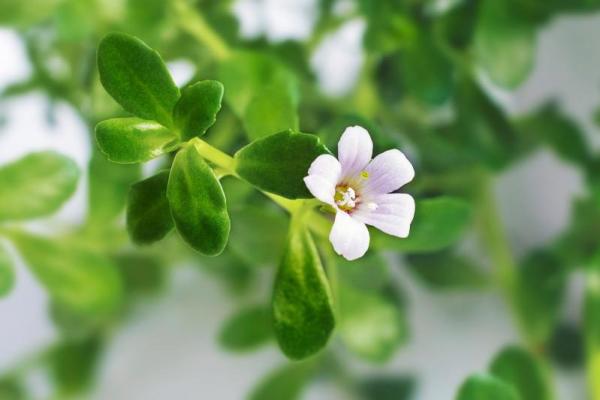 Bacopa monnieri