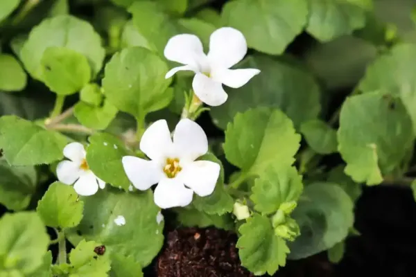 Bacopa monnieri