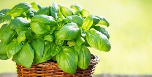 Le basilic sauve de l'épilepsie