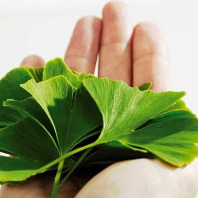 Benefits of ginkgo biloba on the sperm