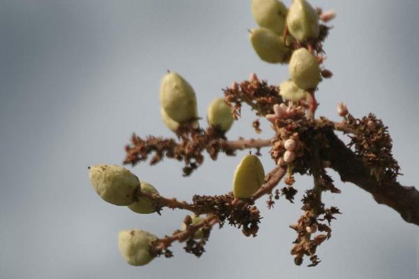 Boswellia serrata