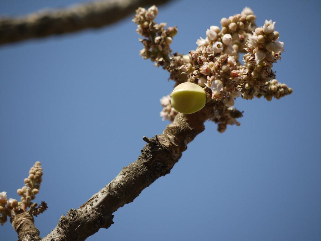 Boswellia serrata