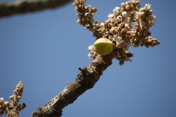 Boswellia serrata