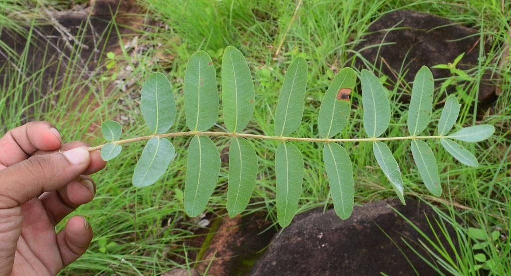 Boswellia serrata