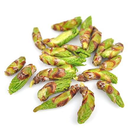 Le Bourgeon de bouleau et les myosites: remède populaire