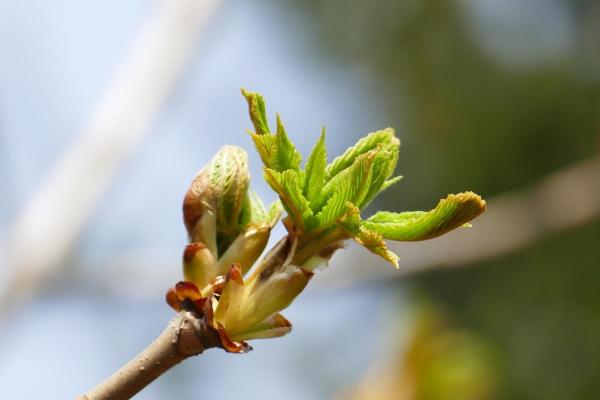 Bourgeons de marronnier