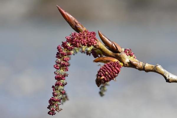 Bourgeons de peuplier noir1