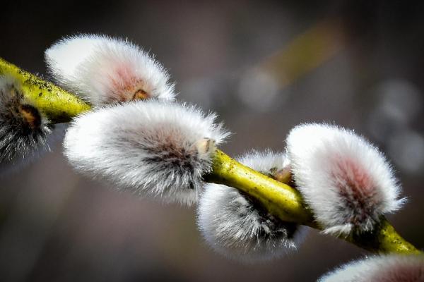 Bourgeons de saule 1