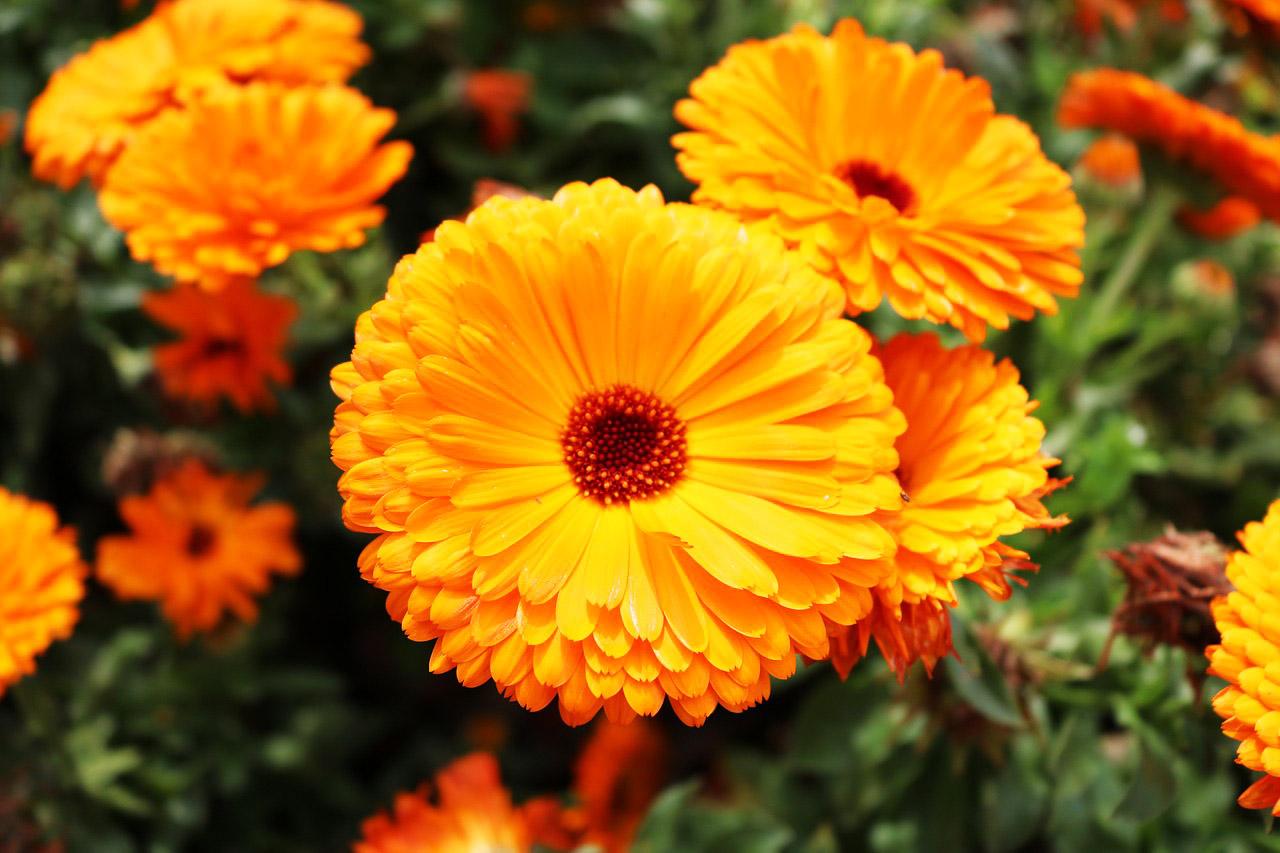 Calendula 