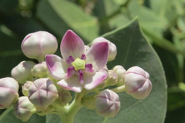 Calotropis procera