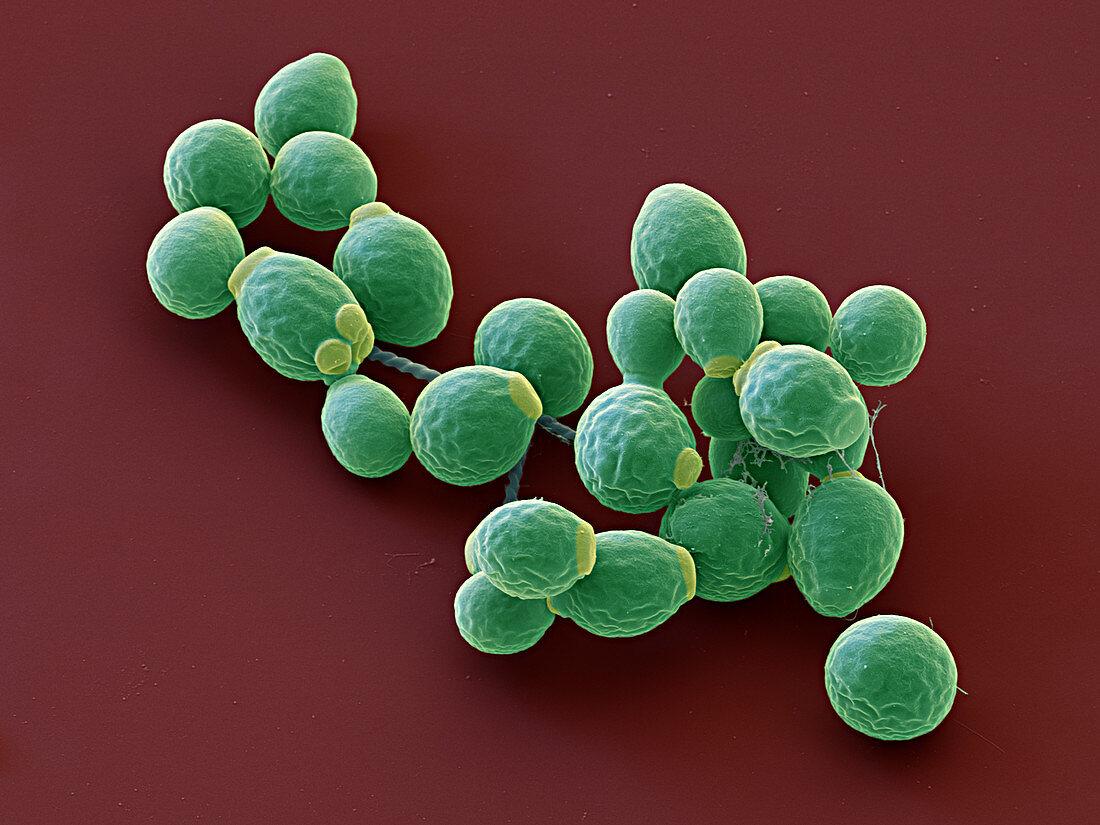 Plantes contre le candida albican