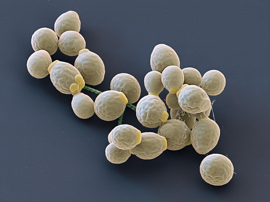 Candida albicans