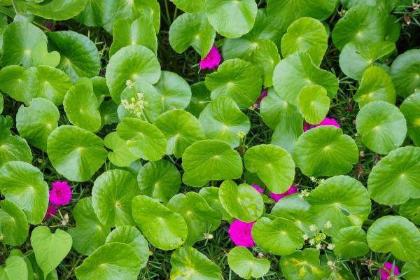 Centella asiatica