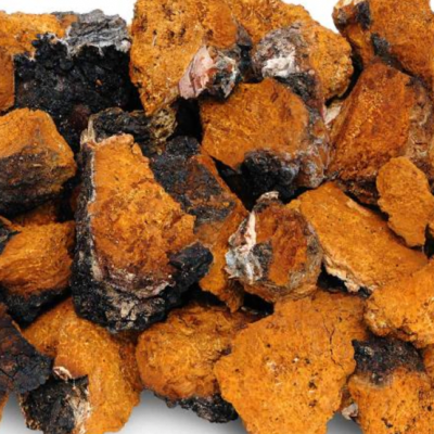 Chaga