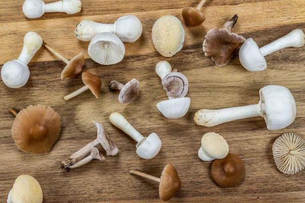 Champignon du jardin comestible