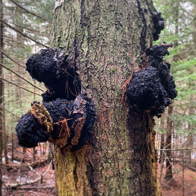 Champion chaga