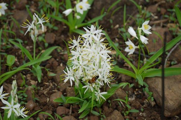 Chlorophytum borivilianum