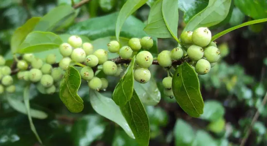 Commiphora mukul guggul