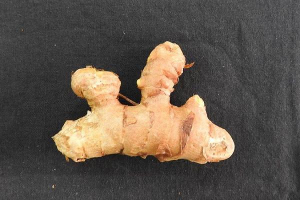 Curcuma blanc1