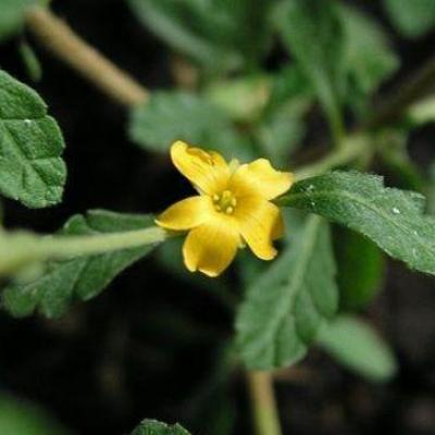 Damiana contre l infertilite masculine