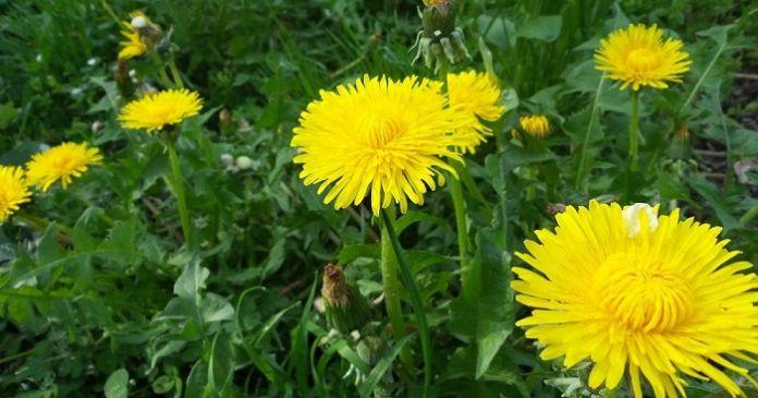 Diente de león para la hepatitis