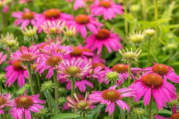 Echinacee echinacea