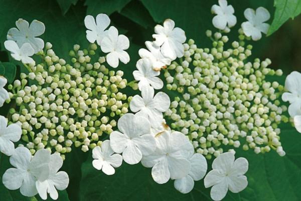 Ecorce de corail de viburnum