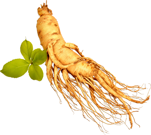 Effect of ginseng on testicle size and testosterone