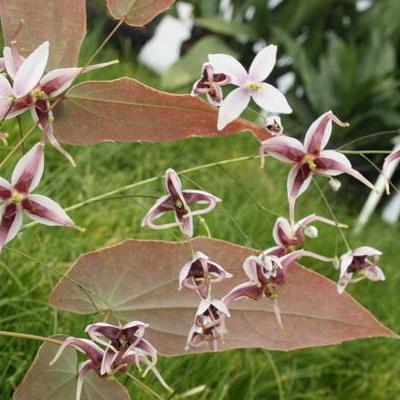 Epimedium acuminatum sperme