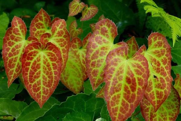 Epimedium sagittatum