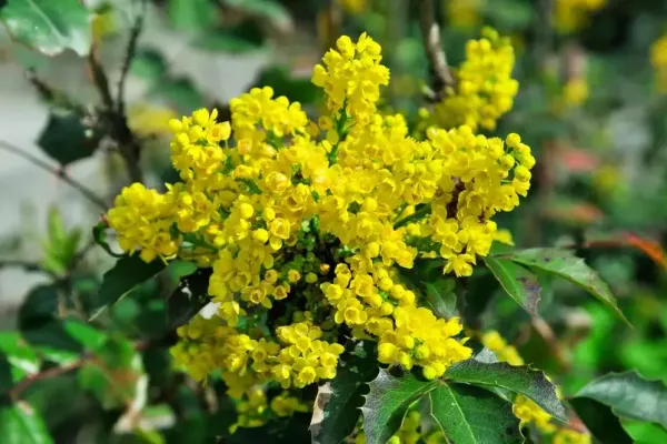 Extrait de mahonia