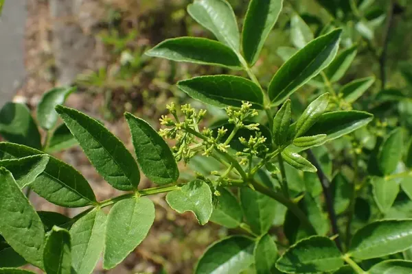 Fagara zanthoxyloides